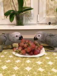 גאקו האכלות יד ברמה הכי