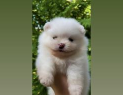 גור פומרניין זכר גזעי דובי