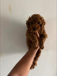 גורי פודל ננסי מוכנים לבית חם וטוב