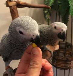 גאקו האכלות יד ברמה הכי