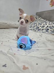 גור צ'וואווה שעיר קצר ,עיניים