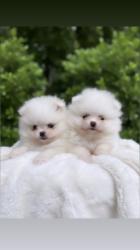 נשארו אחרונים 2 זכרים פומרניין