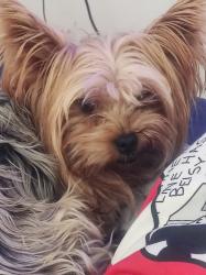 יורקישר גזעי זכר עדין נמכר