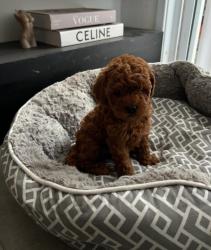 המלטה יפיפיה של פודל טוי