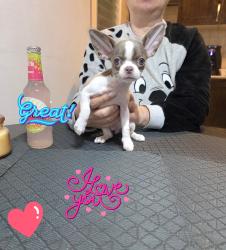 גור צ'וואווה שעיר קצר ,עיניים