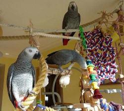 גאקו האכלות יד ברמה הכי