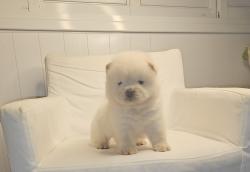 דובוני צאו בצבע שמנת