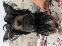 יורקשייר מעורב, יפיוףשוקל ~4 קילו