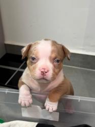 גורי אמריקן בולי גזעיים עם