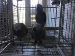 גאקו האכלות יד ברמה הכי