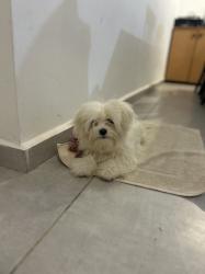 גור חמוד נוח, קליל, ידידותי