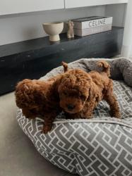 המלטה יפיפיה של פודל טוי