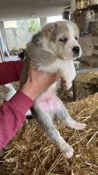 גורים של רועה אסיאתי ברמה