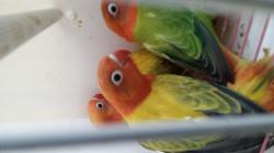 פישרים במגוון מופעים ומוטציות מיוחדות