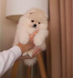 גורים של פומרניין גיל חודשיים