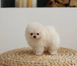 גורים של פומרניין קטנים במיוחד איכותיים