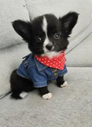 גור ציוואוואה ננסי בן חודשיים