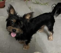 יורקשייר מעורב, יפיוףשוקל ~4 קילו