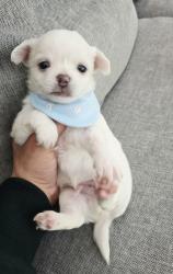 זכרים ציוואוואה מיני ננסי לבנים