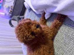 פודל טוי, גור בן 3