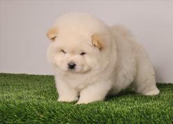 גורי צאו מושלמים הכי