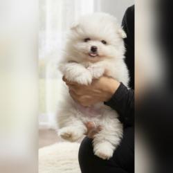 למכירה גורי פומרניין זכרים ונקבות