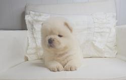 גורי צאו ננסי בצבע