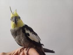 תוכי קוקטייל האכלת יד לא נושך