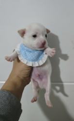 זכרים ציוואוואה מיני ננסי לבנים