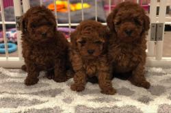 גורי פודל טוי מדהימים עברו חיסון ותילוע