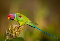 זוג ראש שזיף אופליין מיוחדים