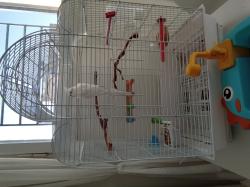 תוכי קוקטייל חברותי וחמוד!! האכלת