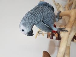 גאקו האכלות יד ברמה הכי