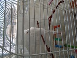 תוכי קוקטייל חברותי וחמוד!! האכלת