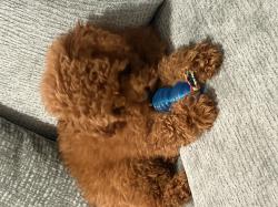 פודל טוי, גור בן 3