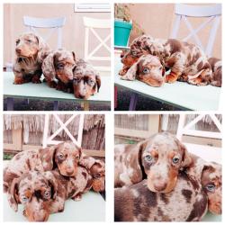 *נותרו גורים אחרונים* תחש ננסי,הכי