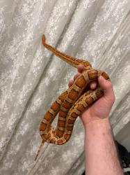 כרכן תירס זכר בוגר *מזווג