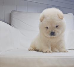 גורי צאו בצבע לבן