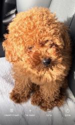 פודל טוי, גור בן 3