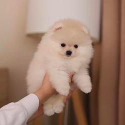 גורים של פומרניין גיל חודשיים