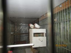 זוג עובד כרגע על 7 בצים