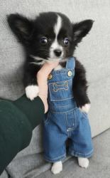 גור ציוואוואה ננסי בן חודשיים