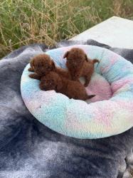 גורים פודל טוי אדום אש