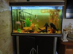 אקווריום כולל כל הציוד הנדרש