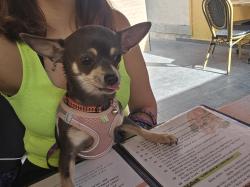 מאיה כלבה יפייפיה קטנה ומהממת