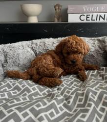 המלטה יפיפיה של פודל טוי