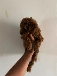 גורי פודל ננסי מוכנים לבית חם וטוב