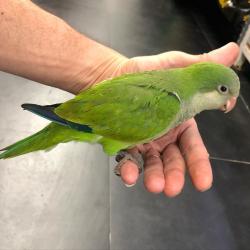 תוכי קווקאר האכלת יד סקרן וחכם לא נושך