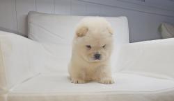 דובוני צאו בצבע שמנת