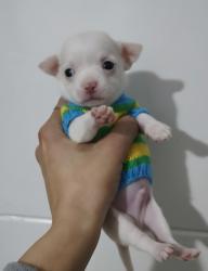 זכרים ציוואוואה מיני ננסי לבנים